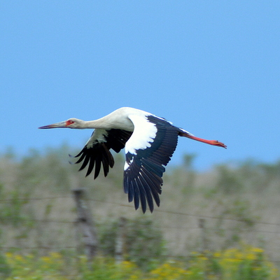 Maguari Stork